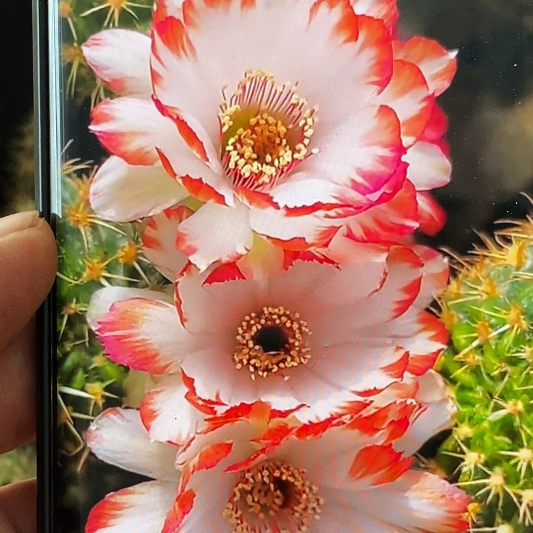 丽 3-2侧芽歪20包邮/4公分