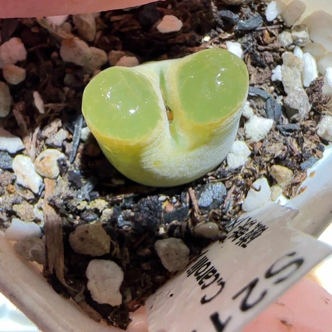 肉锥多肉植物百科-磁铁228