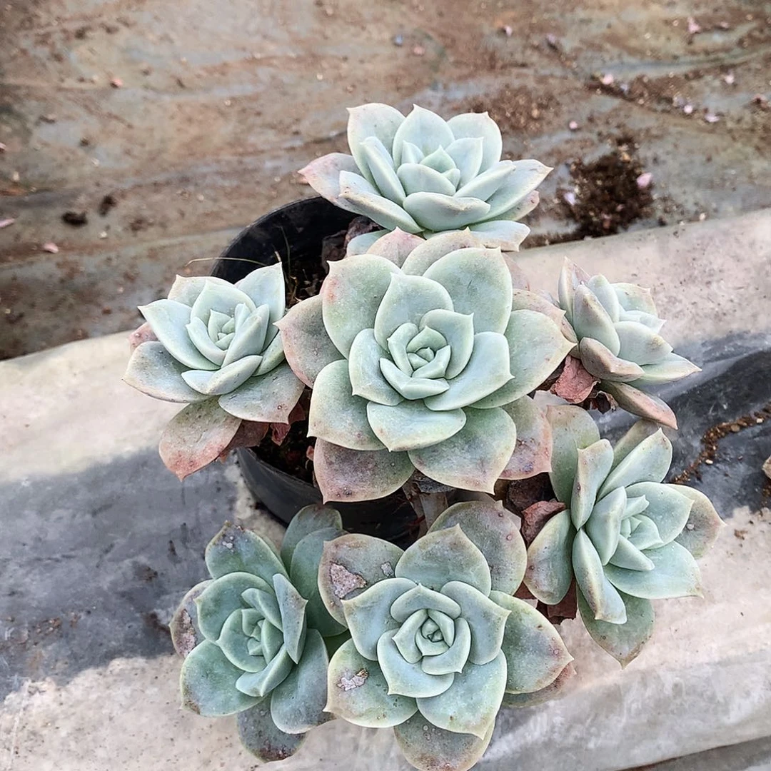 大叶玫瑰一物一拍4-86