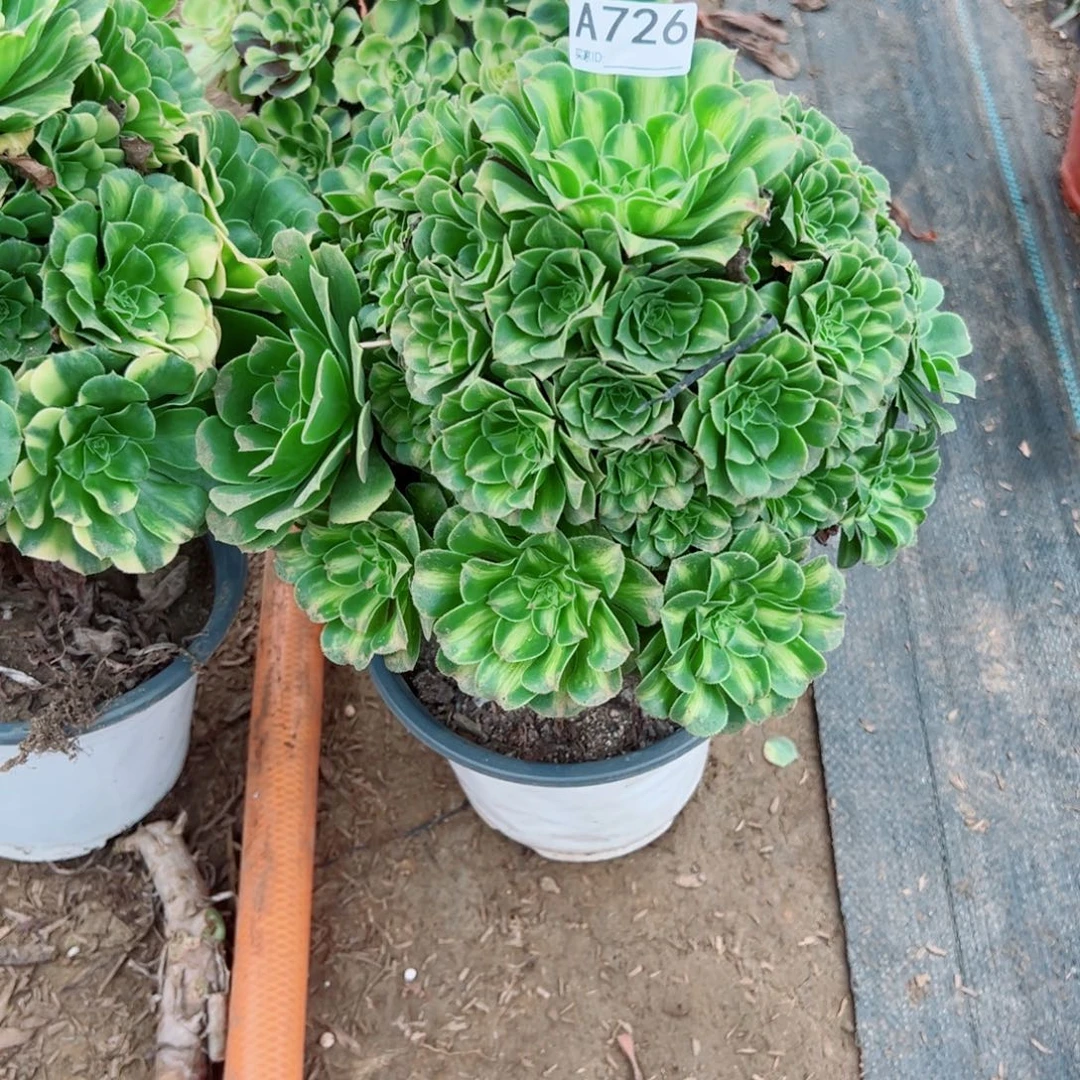 726翡翠琉璃多肉植物法师