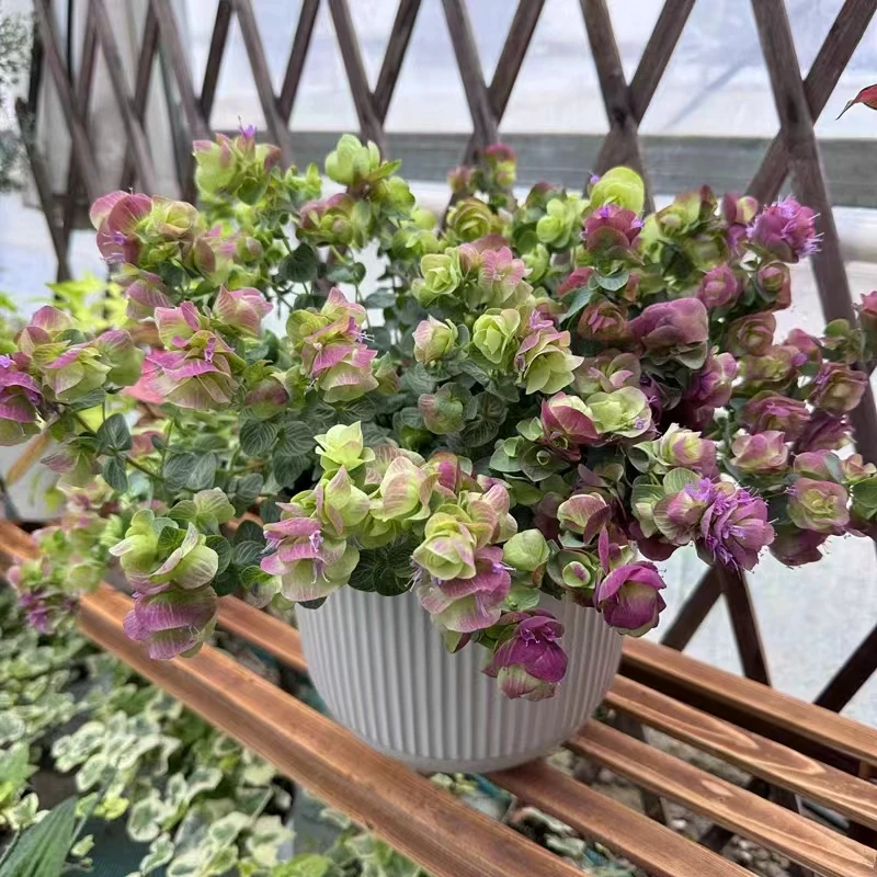 大加仑盆折纸画观赏牛至盆栽花苗花园阳台垂吊观花观多年生耐寒