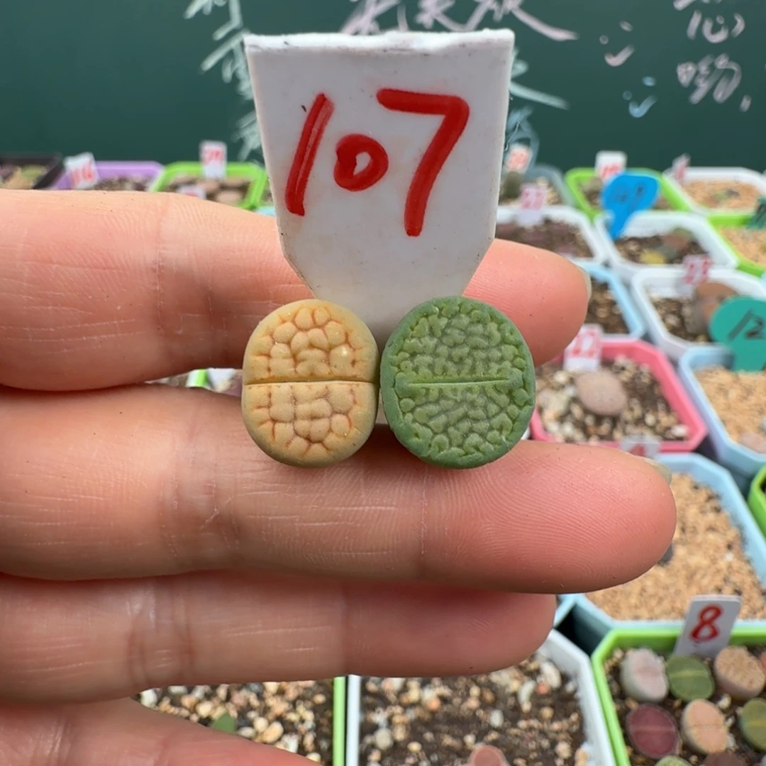 特价富贵一对脱土 107