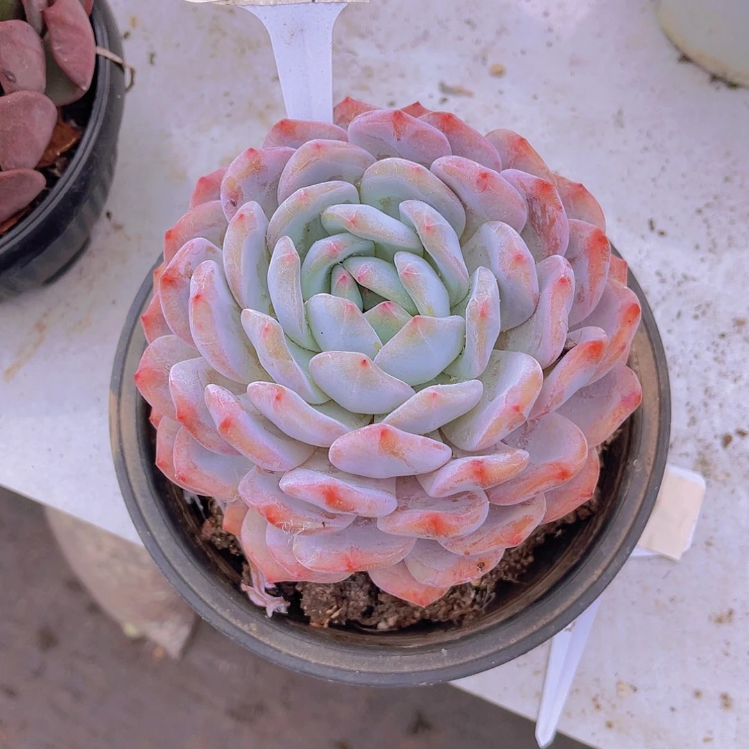 緣****00000000000000161