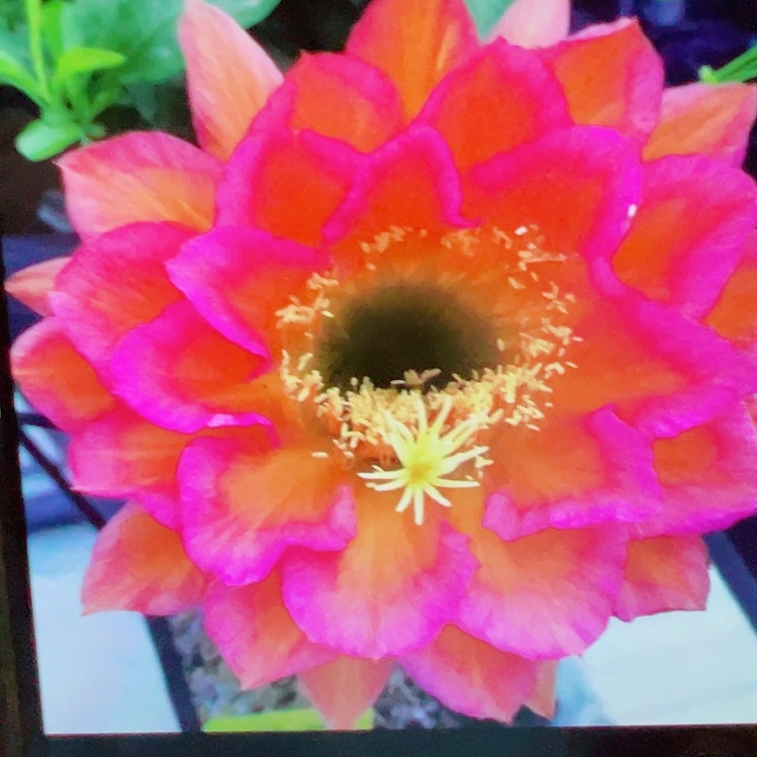 毛花柱罗比 侧芽 满 20包邮