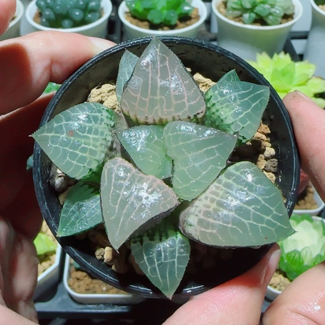 粉玻璃玉露多肉