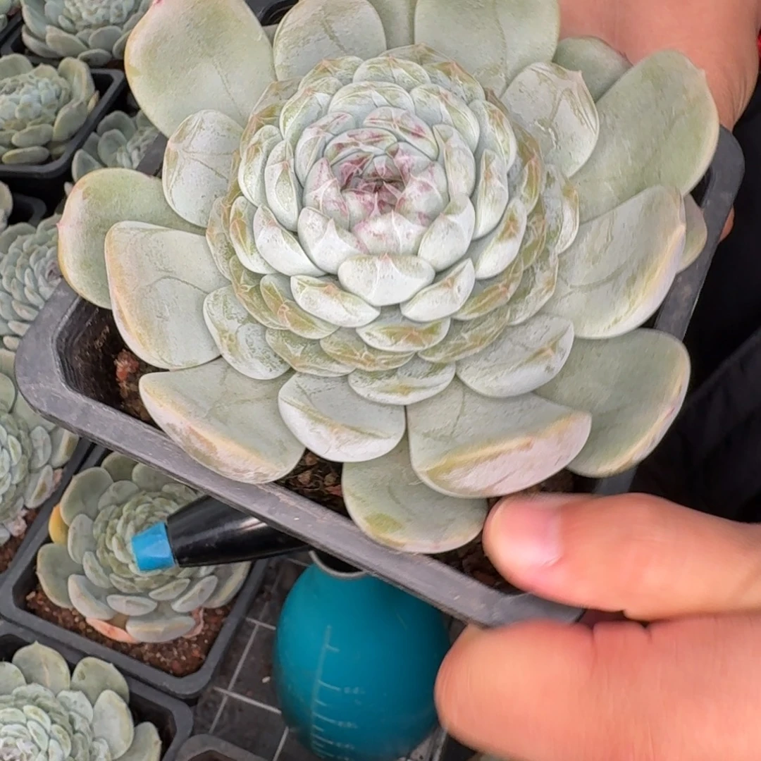 从前慢花园多肉编号-大号白恋