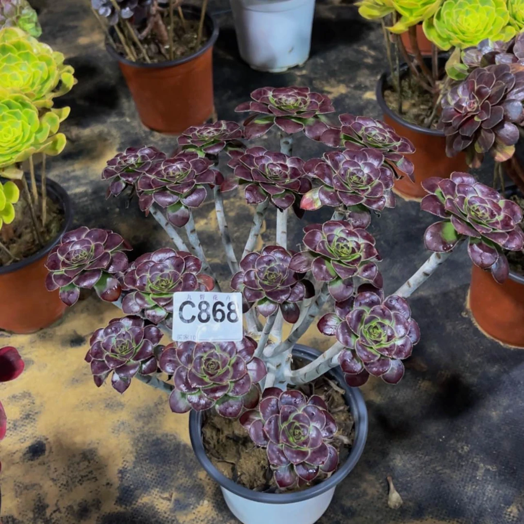 【闪购商品】马****芳86800