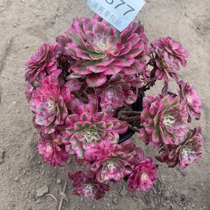 0877红铜多肉多肉