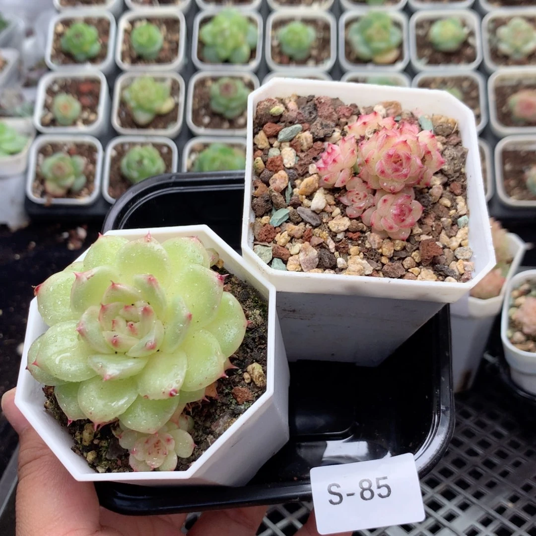 无花朵S85英语英语