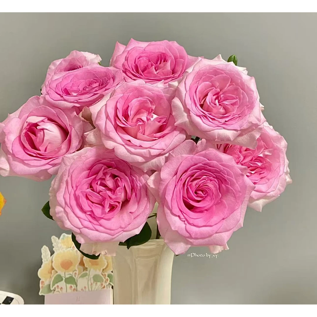 【洛神玫瑰】云南优选鲜切花昆明基地直发家用插花节日