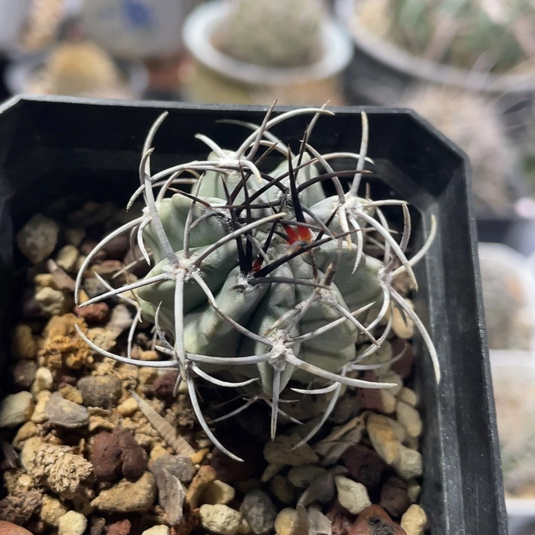 【闪购商品】白肌素装玉实生66666