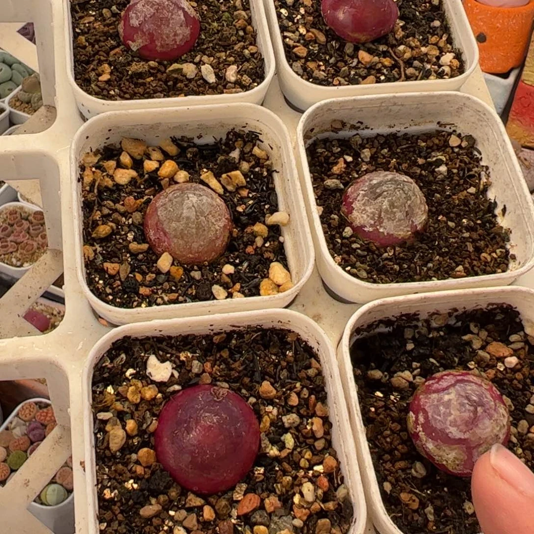 852多肉植物百科