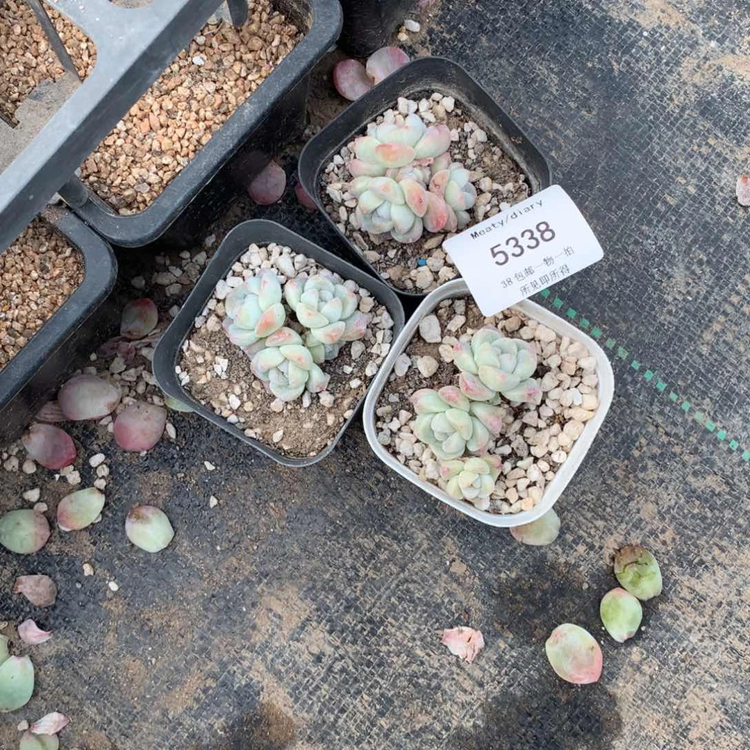 柿*~5338冰玉3颗4厘米脱土发