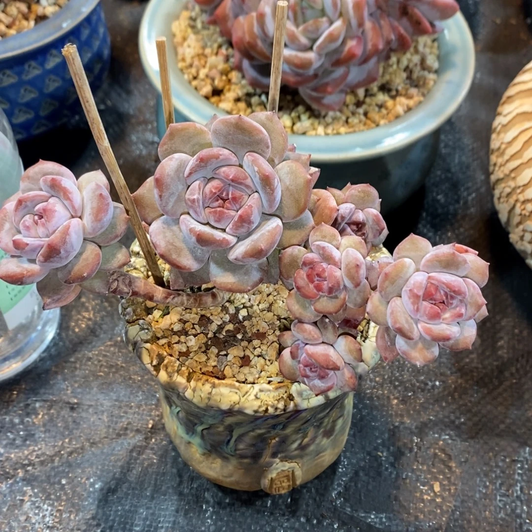 星影老桩一物一拍