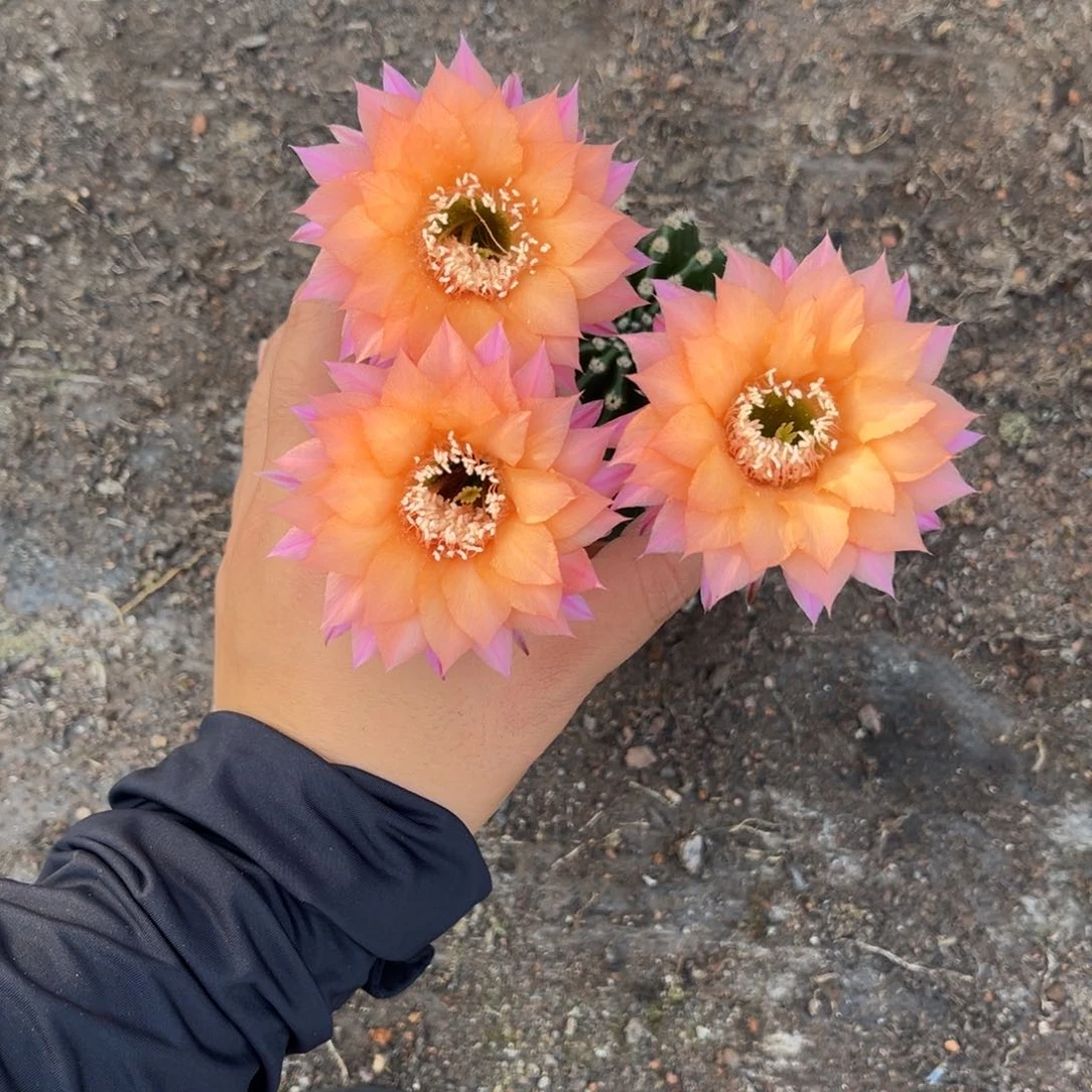 农***哥实生黑金刚仙人球1