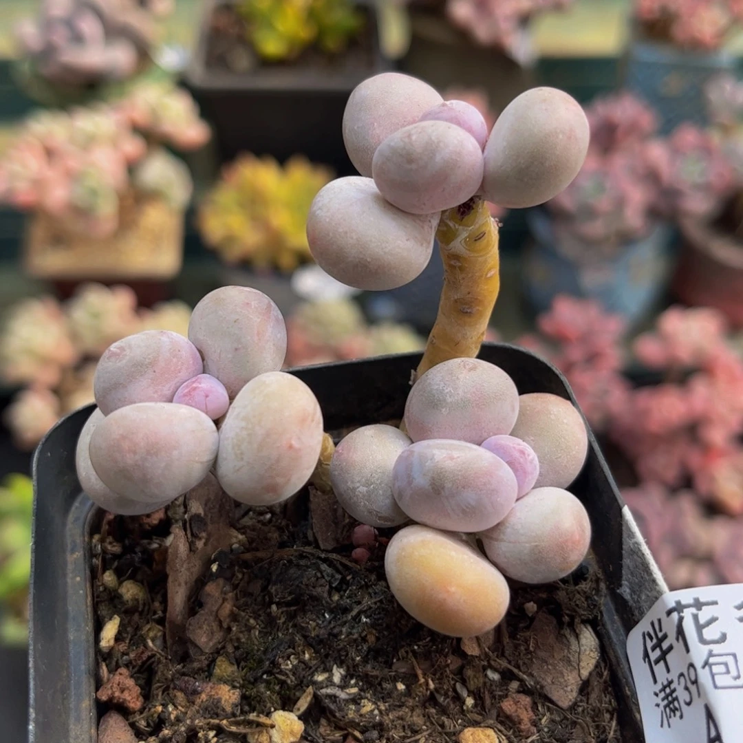 120彩虹奶6cm多肉植物