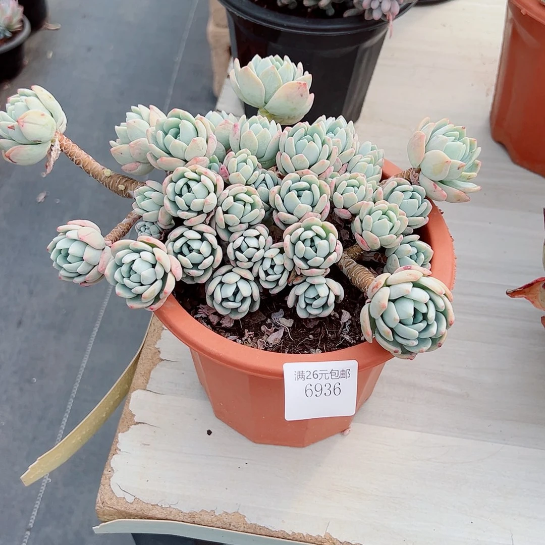 别***！6936露凝香多肉植物