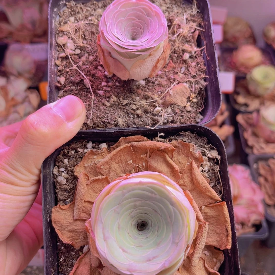 夜*山地玫瑰脱土裸根发货303