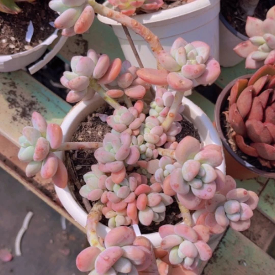 【闪购商品】红洛神05111