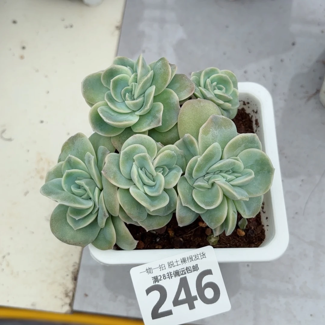 可爱玫瑰缀化无盆土发货