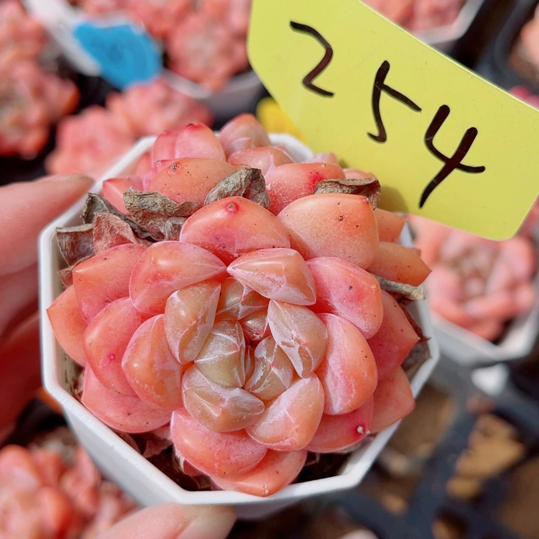 254号小老桩糖心双头