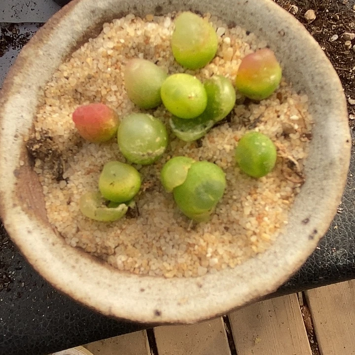 2452小拉登一组。