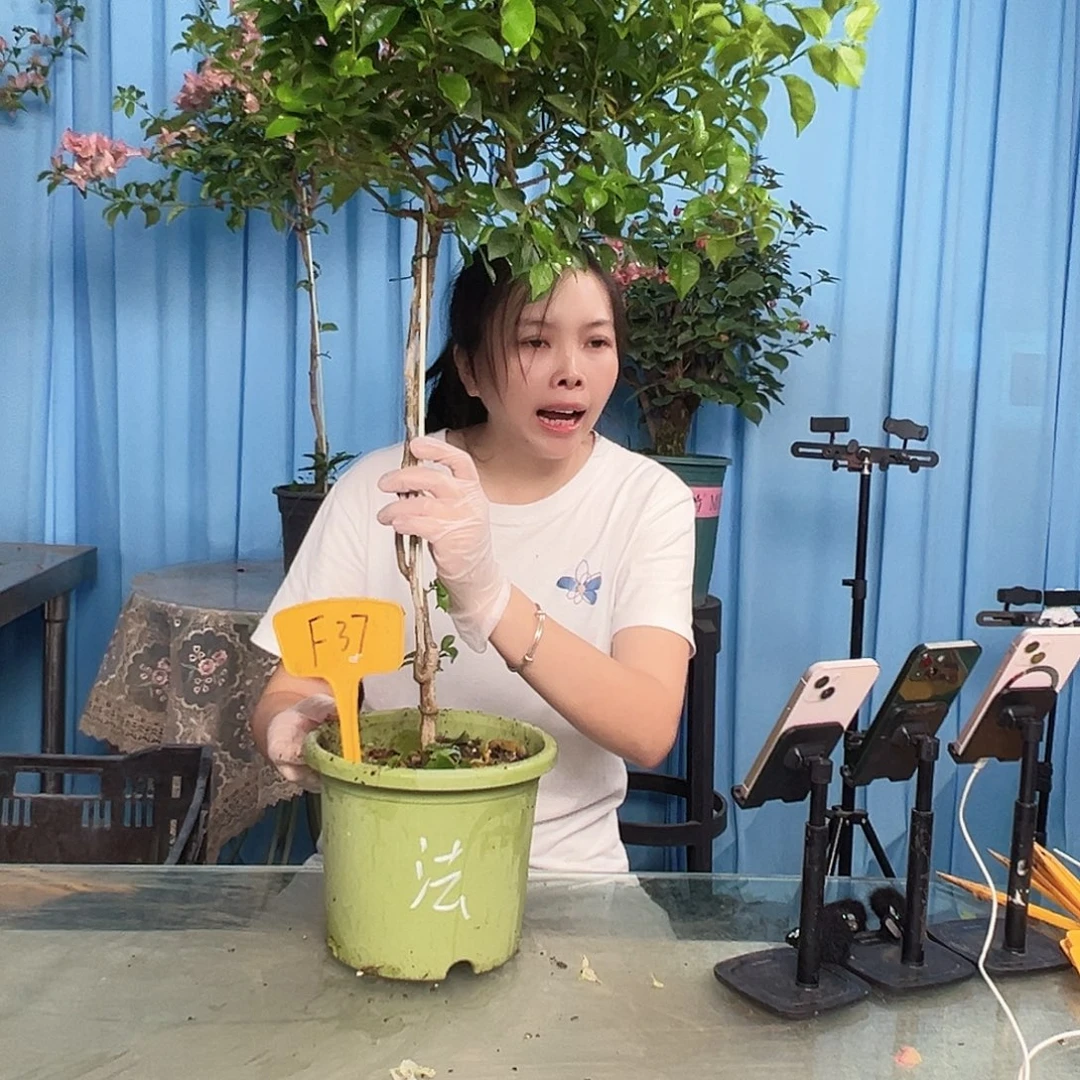 亭***立大部分开放少量花苞F37魔法樱花