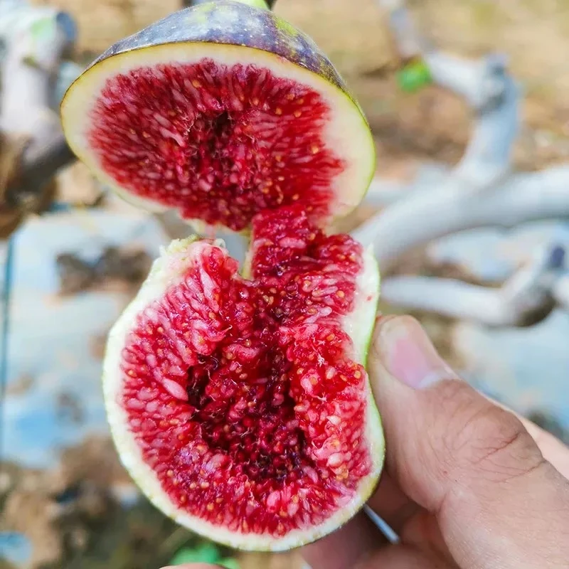 【一物一拍】无花果树苗露天地栽果树可庭院阳台地栽南北