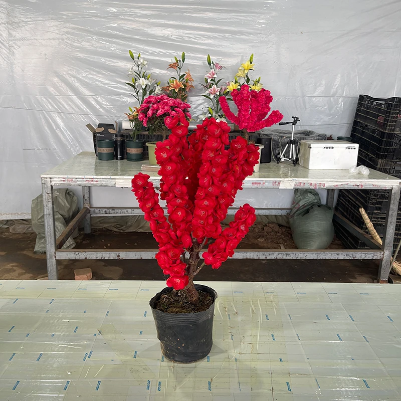 带花苞梅花盆栽原生红梅盆景花卉植物苗腊梅冬季耐寒老桩室内好养