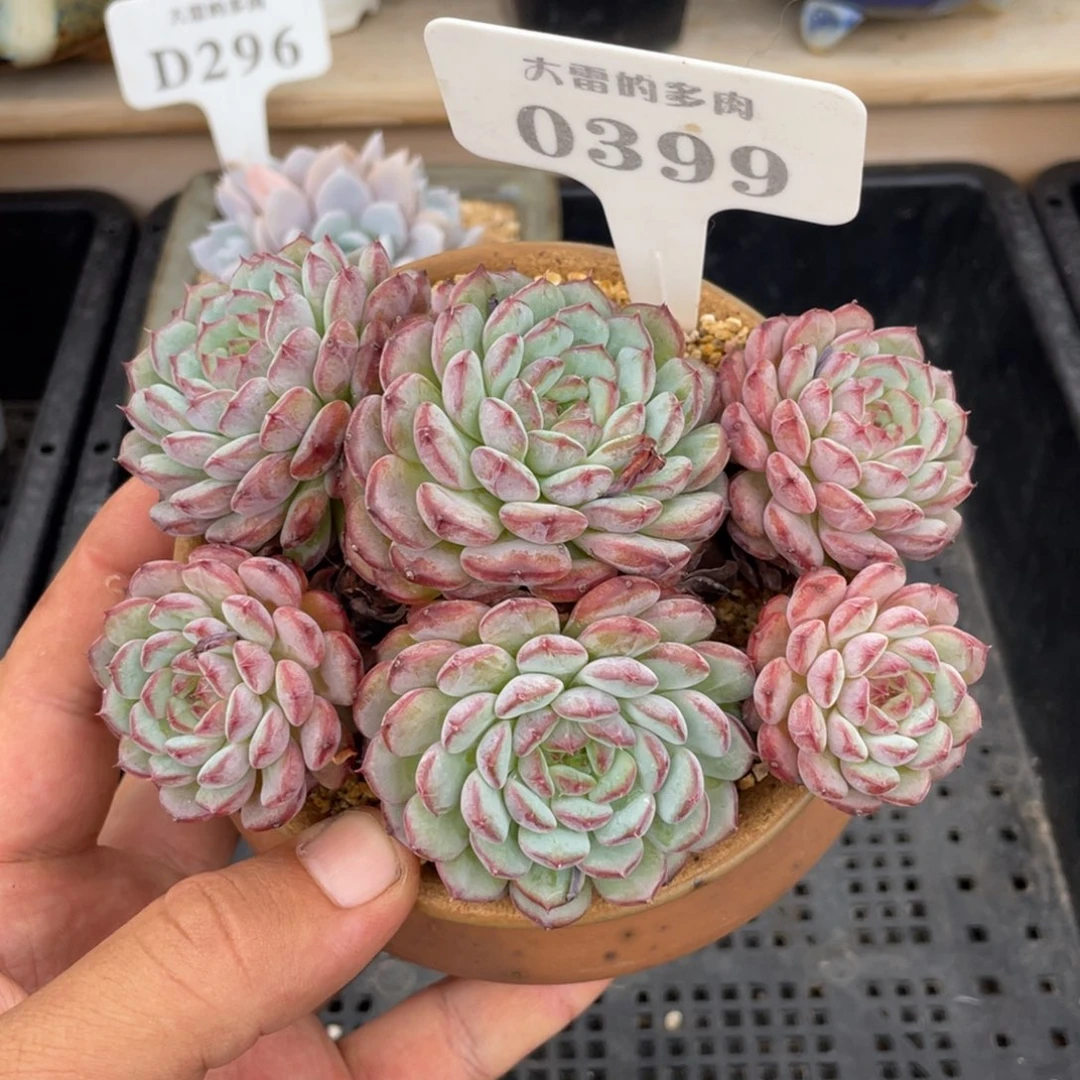 0399白胖子不带盆13厘米
