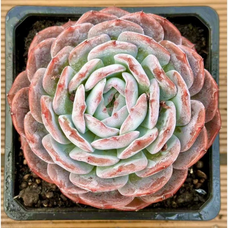 15杯 朝歌  前男友精品多肉 SM0728