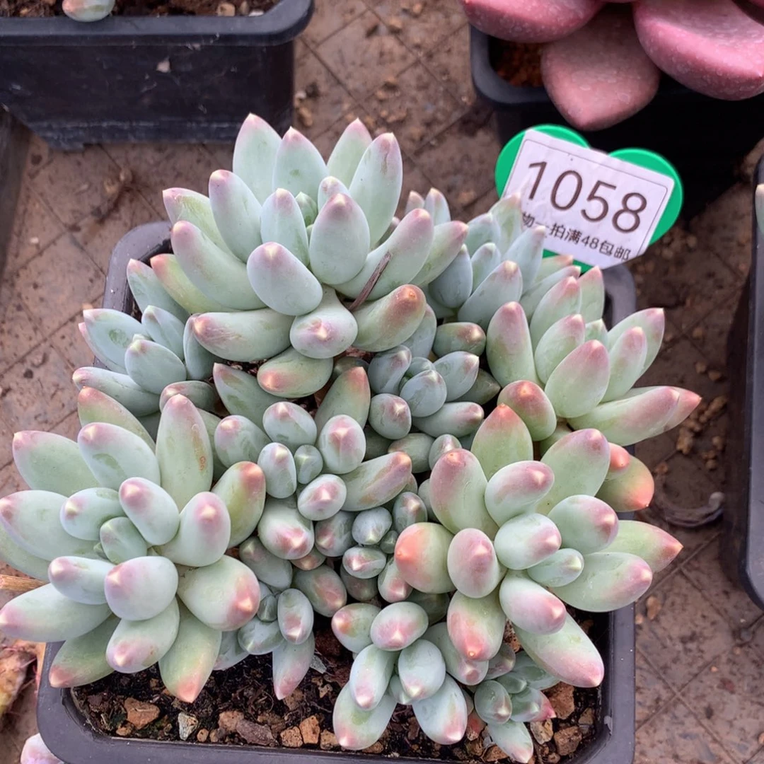 松果美人老桩平头1058