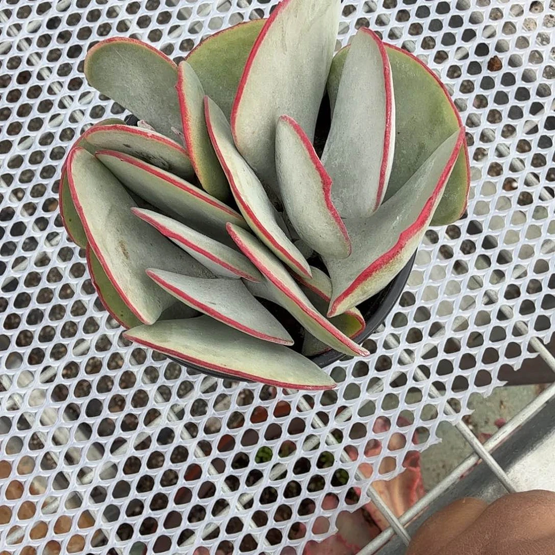 言***语白眉群生多肉植物
