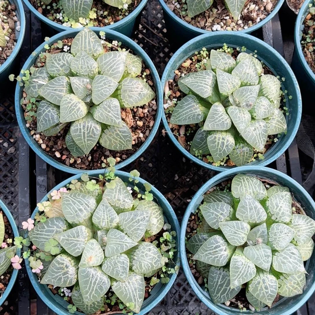 加仑盆康平玉露多肉植物一颗