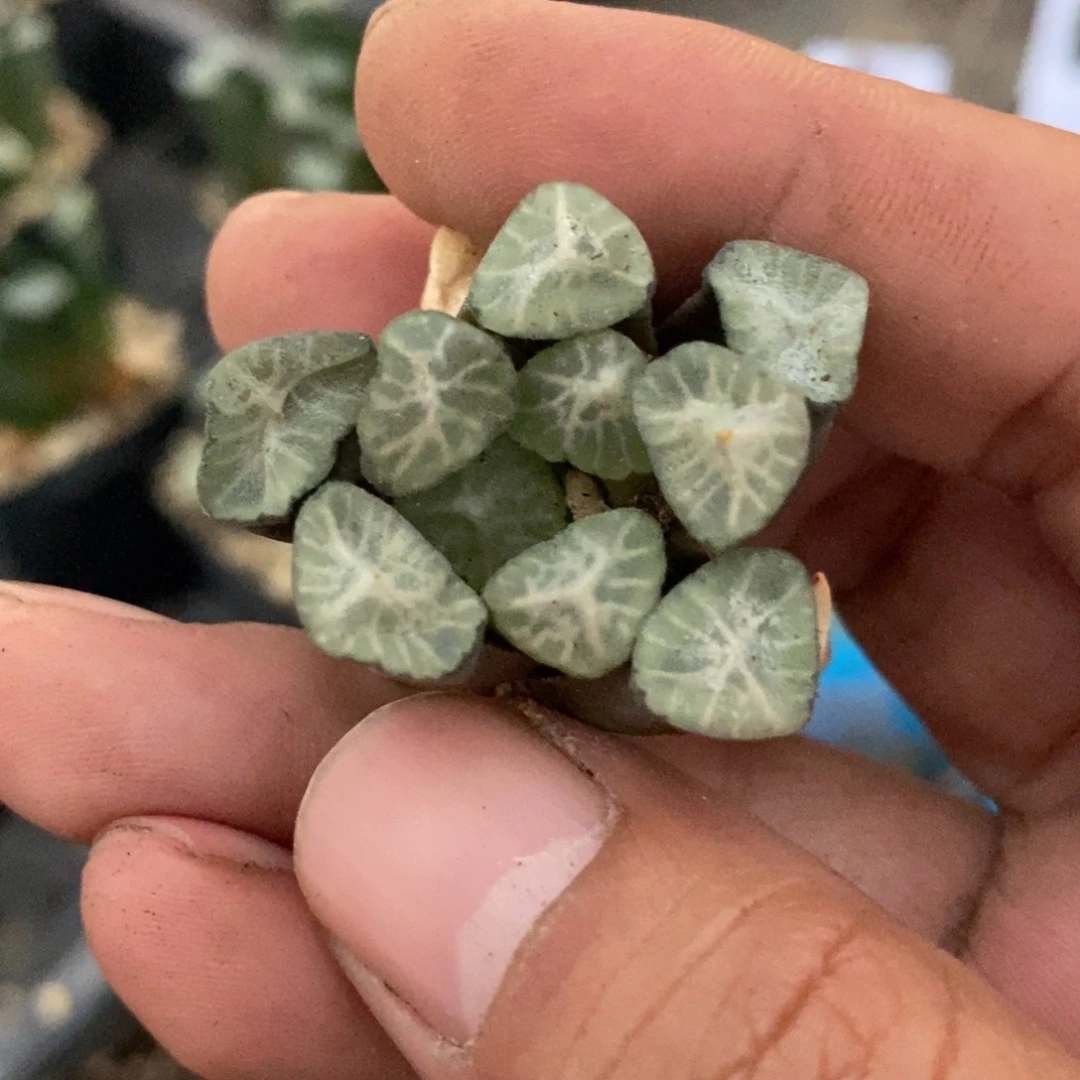 把***.2780 一颗福利。