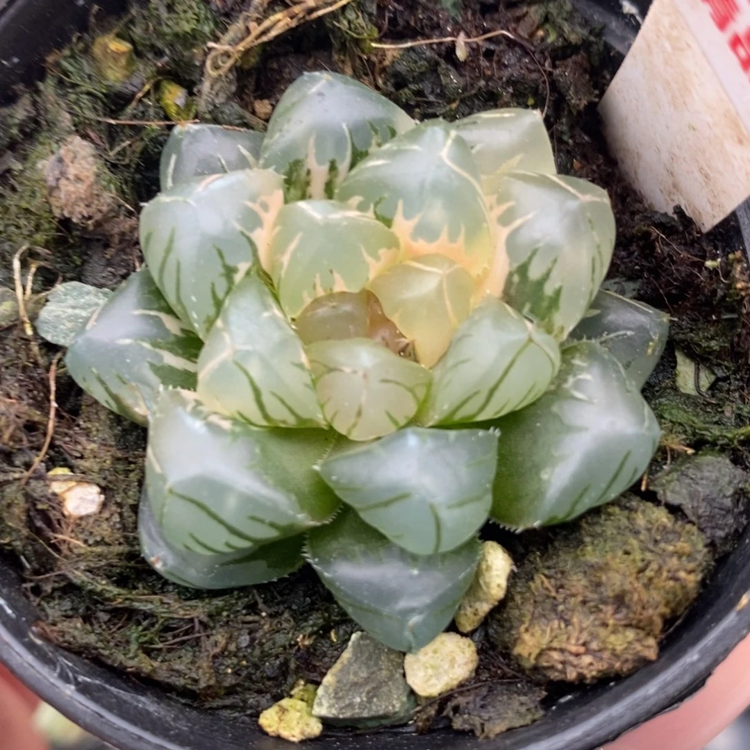 127水中月玉露锦一物一拍