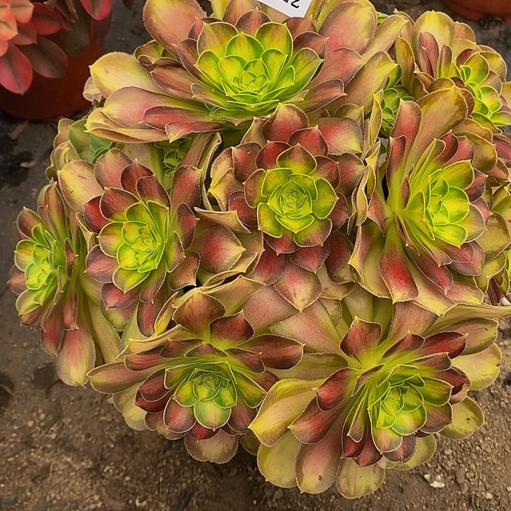 多肉韶华218多肉