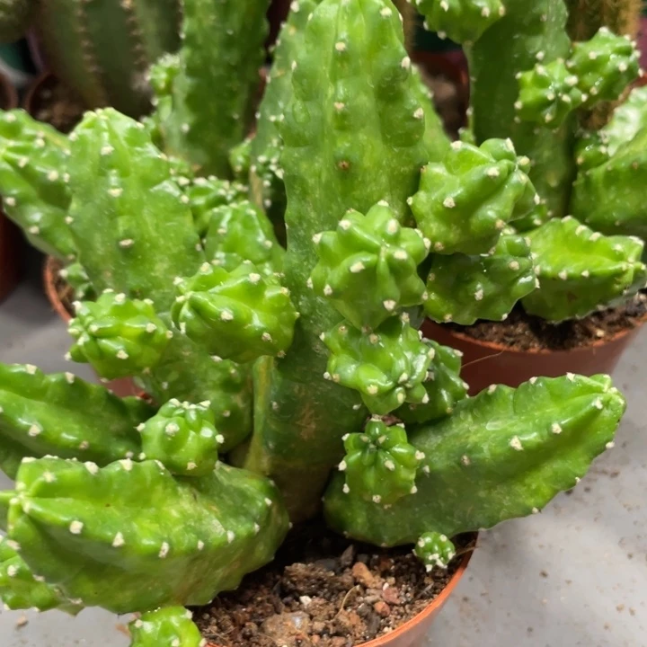 群生多头桃太郎一杯