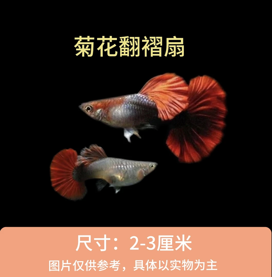 菊花翻褶扇 孔雀鱼小型淡水观赏鱼胎生鱼可繁殖（黑背景显蓝）