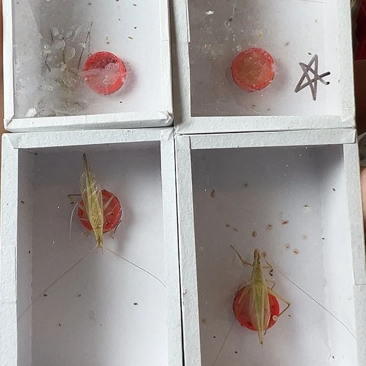 酷***牛蟋蟀哈哈哈哈哈哈哈哈哈哈哈哈