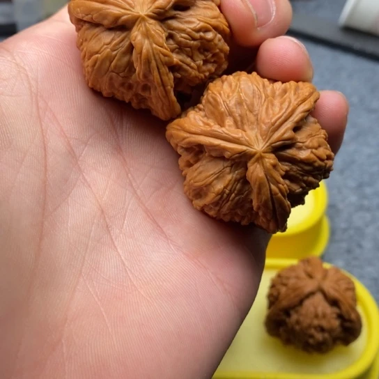 乾*白狮子三棱1111111