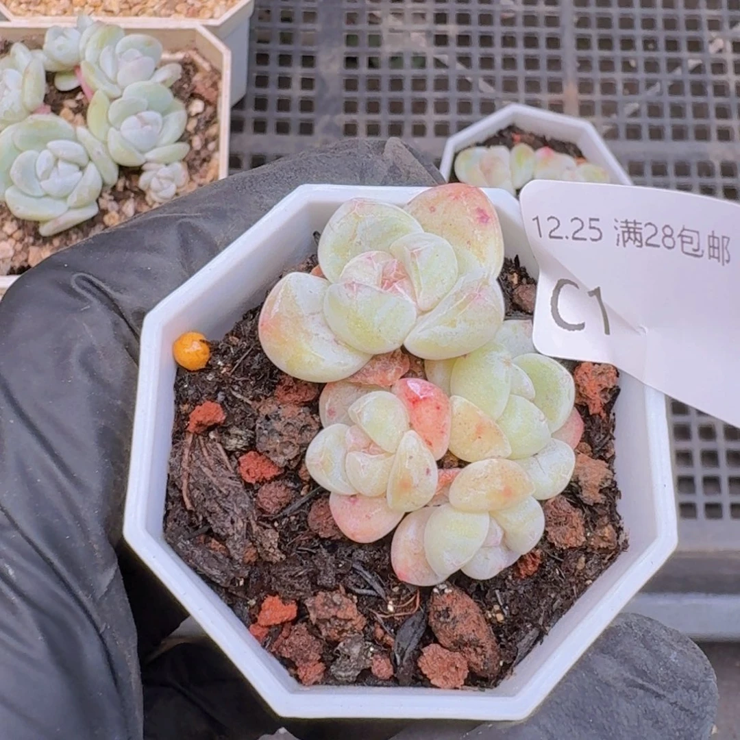 4头冰玉一颗带盆发货