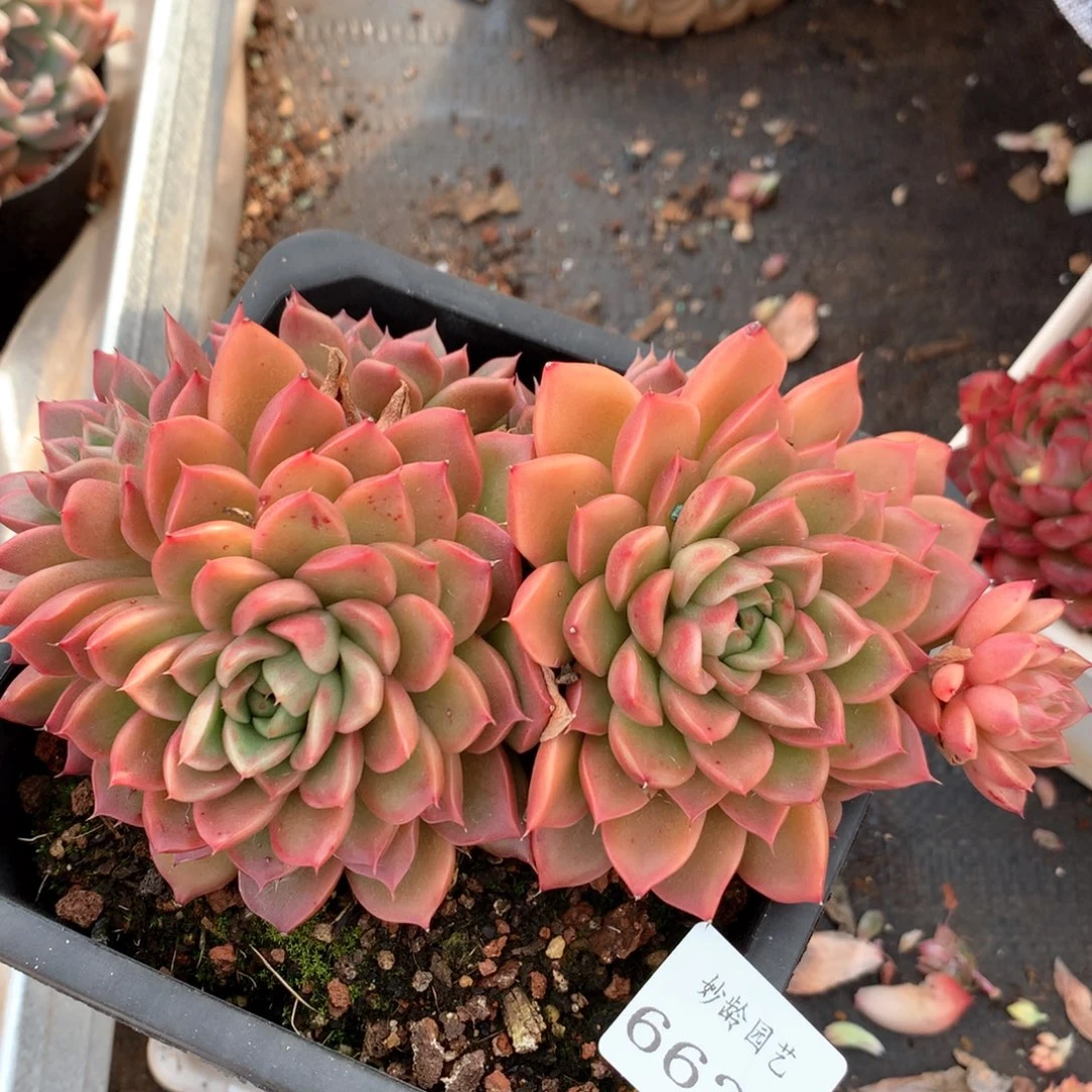 6628不包整散掉头不售后