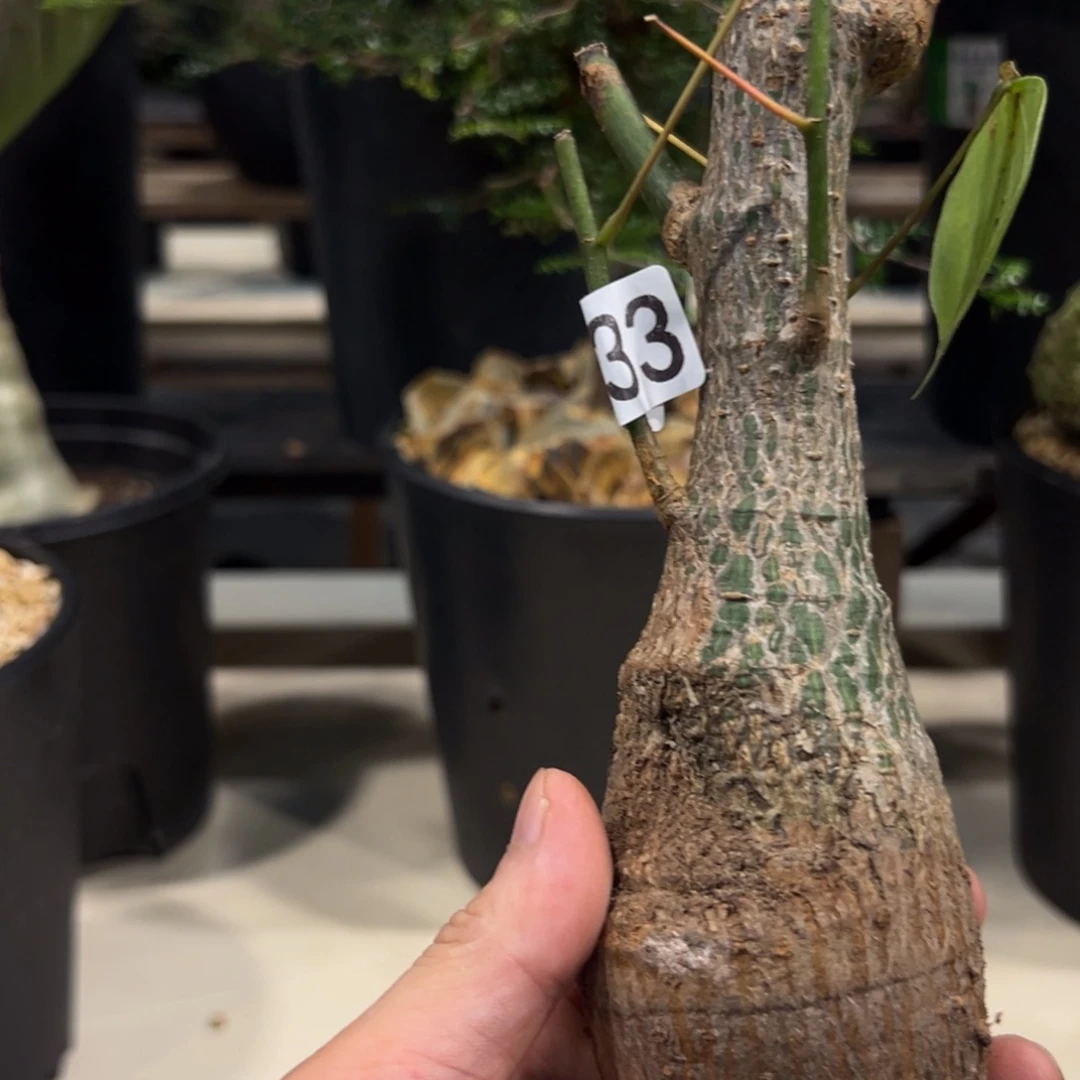 0***3733龟甲木棉脱土发货植物