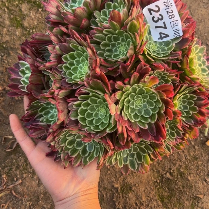 2374金丝楠木多肉植物