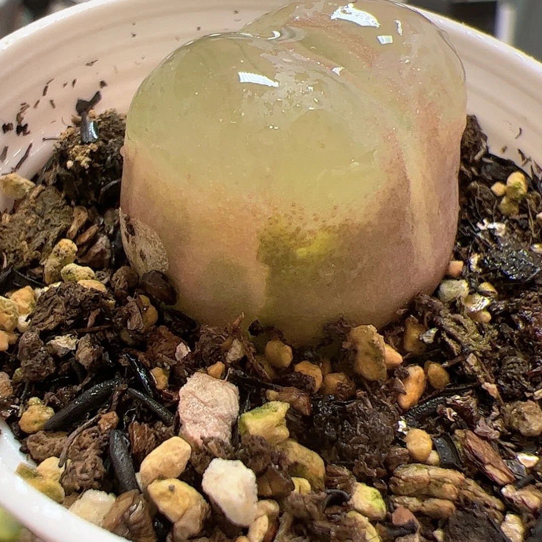 【闪购商品】340 毛锦