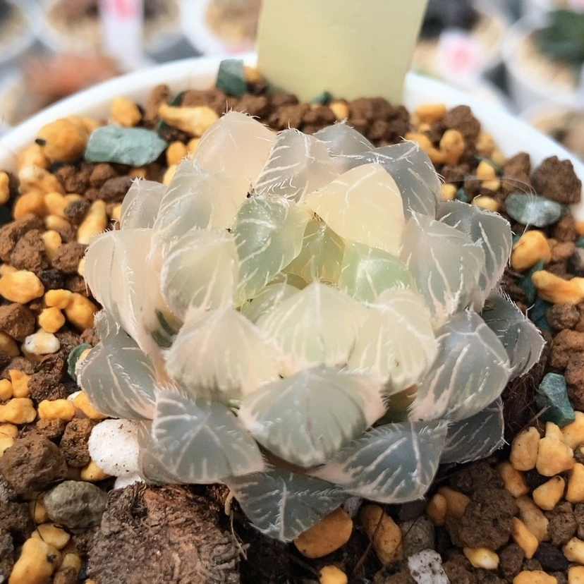 【闪购商品】蓝镜锦17