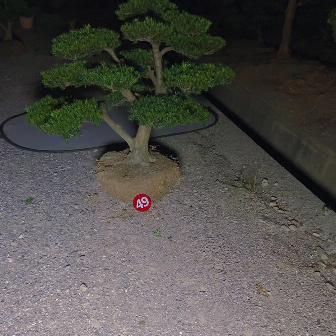 自***翔当前无花朵，栽培后可花朵