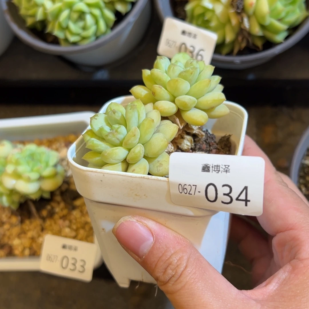 福利多肉 5.27-034