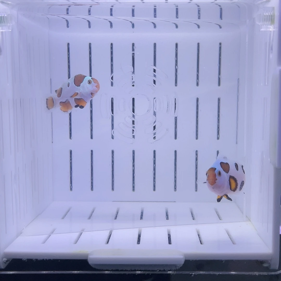 海水鱼毕卡猫一对